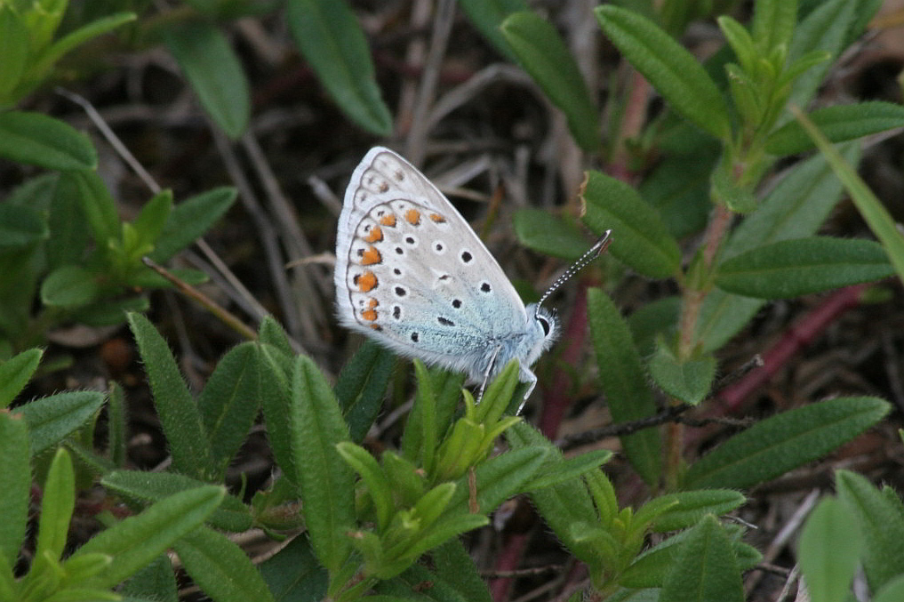 licenide piccolo e blu